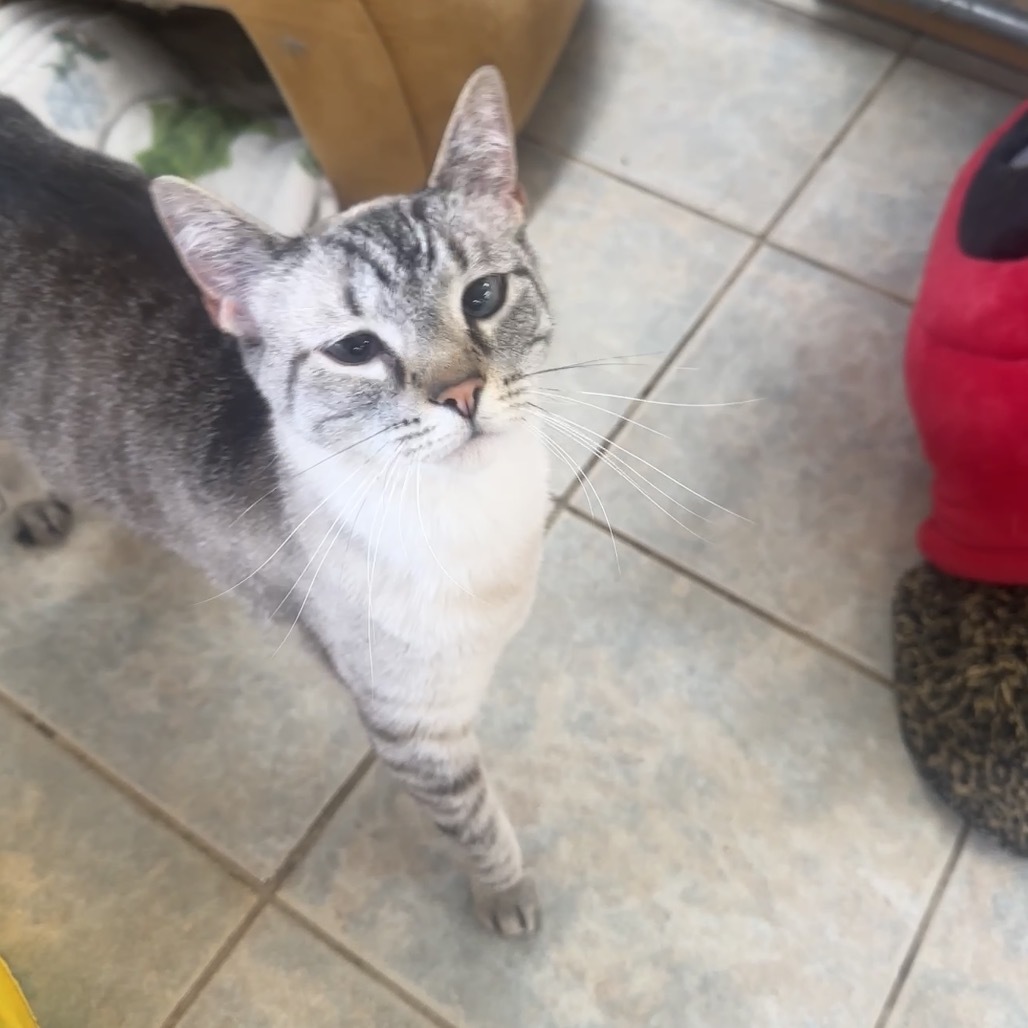 Kiki