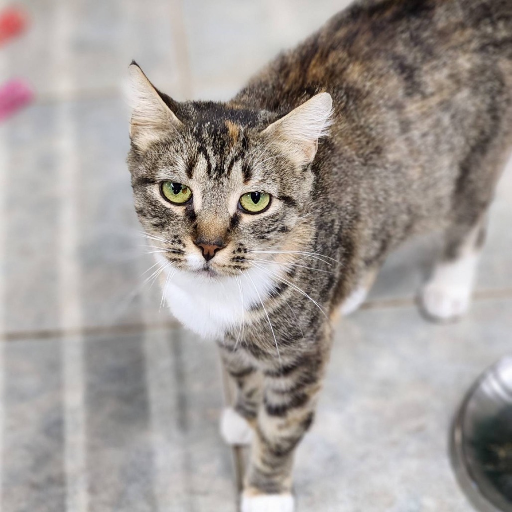 Petunia (Vestal PetSmart)