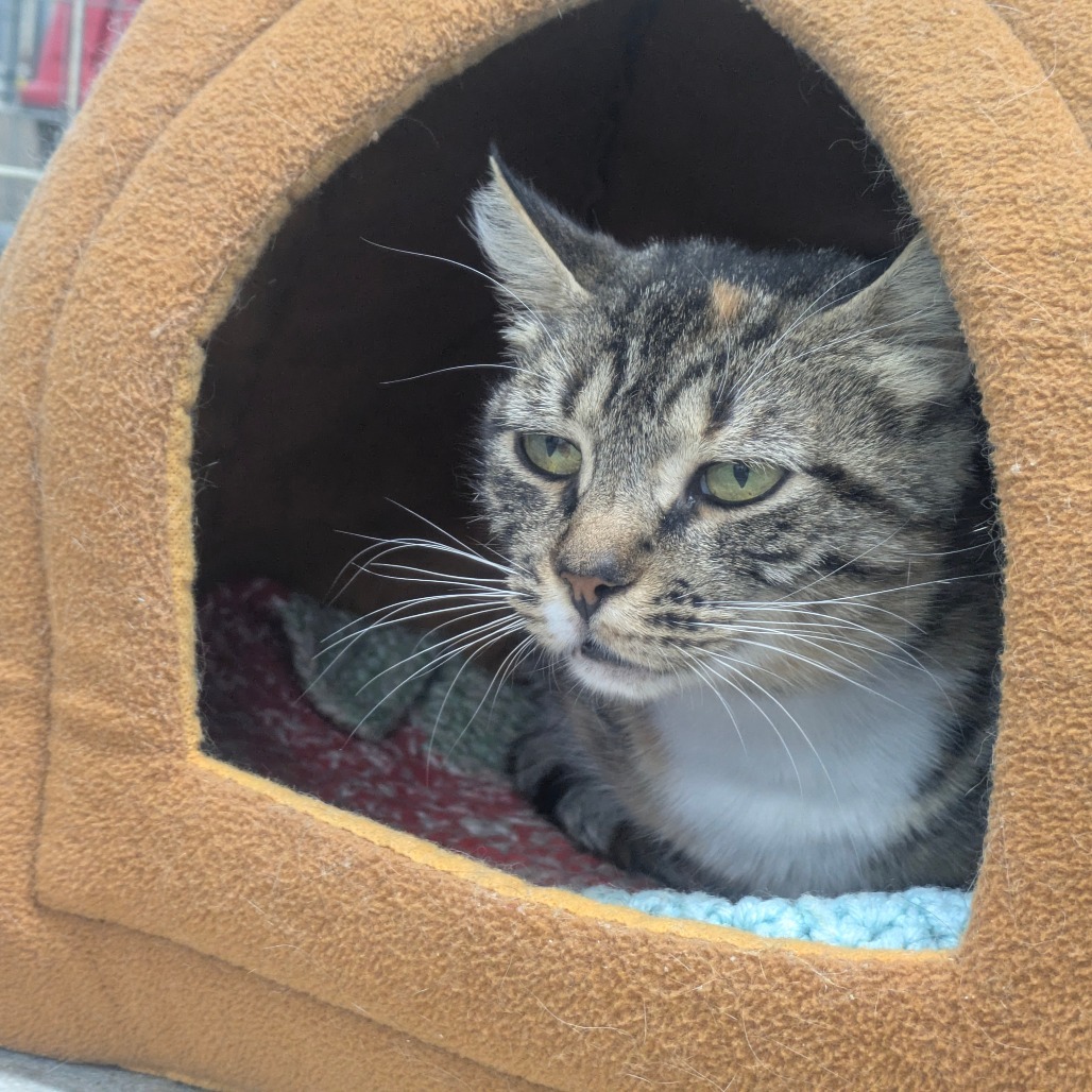 Petunia (Vestal PetSmart)