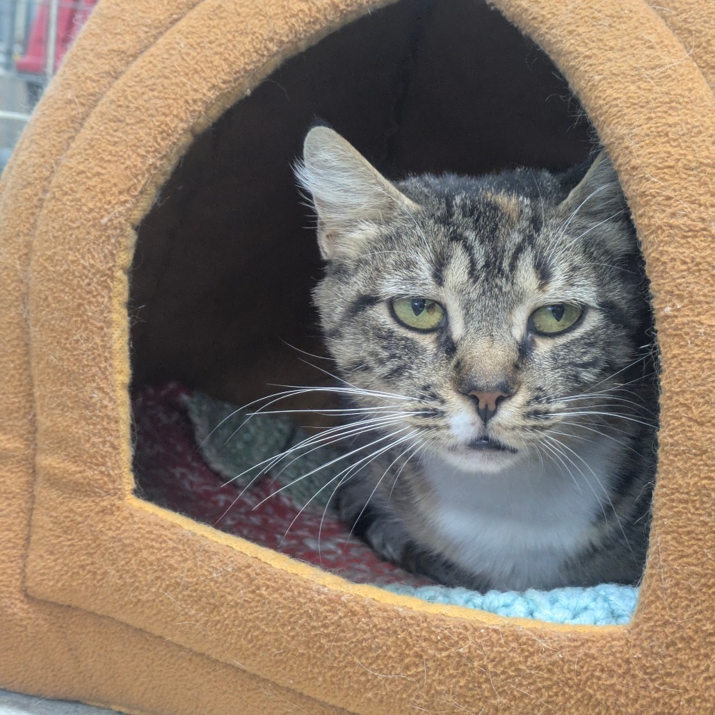 Petunia (Vestal PetSmart)