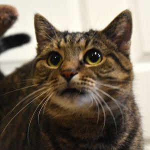 Zayda, Adult Female unknown