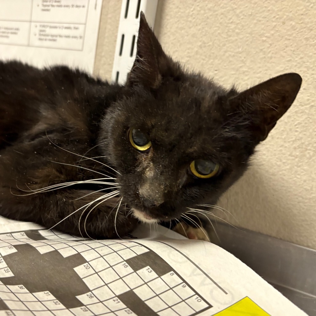 Snoopy, an adoptable Domestic Short Hair in Yuma, AZ, 85365 | Photo Image 1