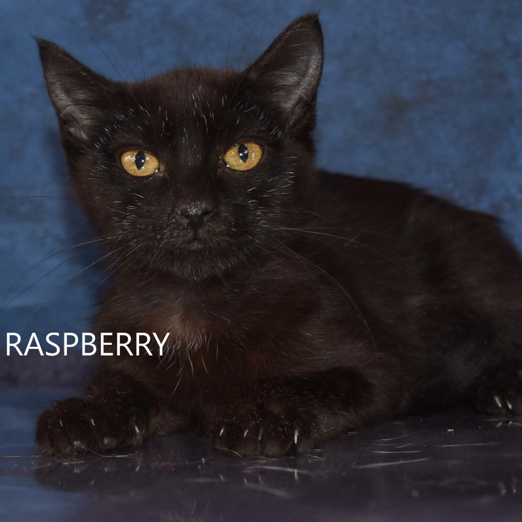 Raspberry, an adoptable Domestic Short Hair in Yuma, AZ, 85365 | Photo Image 1