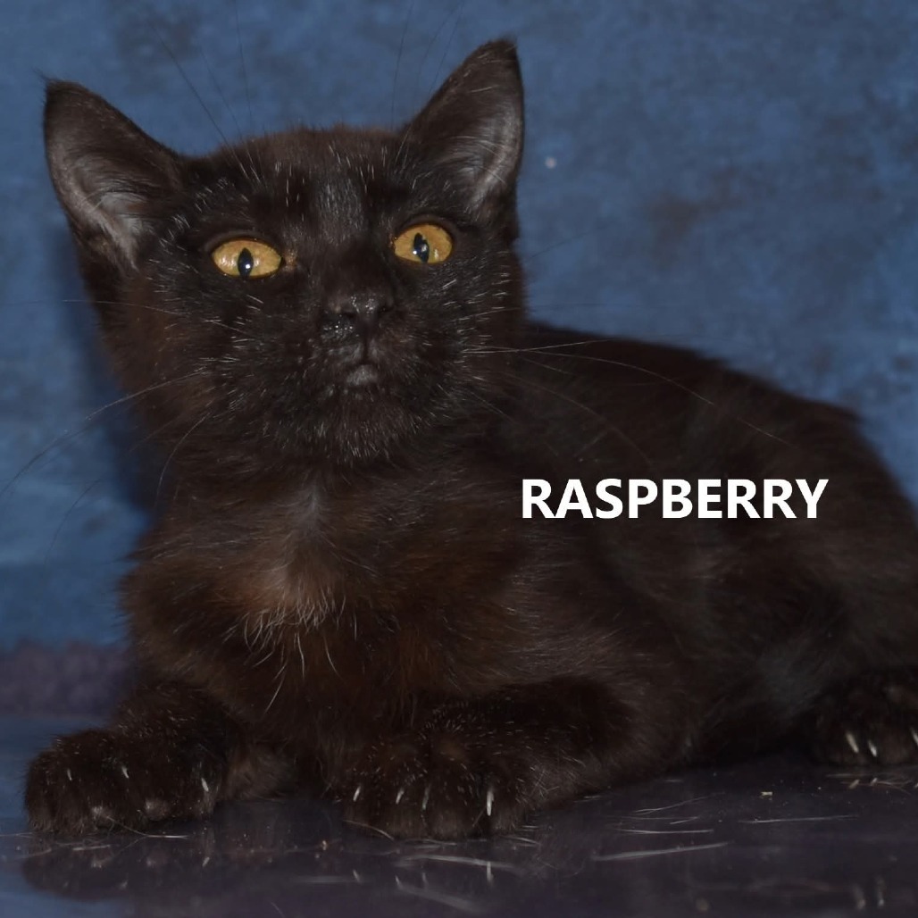 Raspberry, an adoptable Domestic Short Hair in Yuma, AZ, 85365 | Photo Image 2