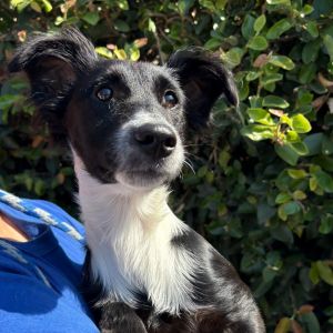 Hi My name is Tallulah and Im at the Santa Barbara Campus Im a 4 month old female Terrier mix