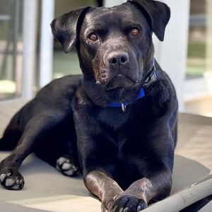 Kanu Black Labrador Retriever Dog