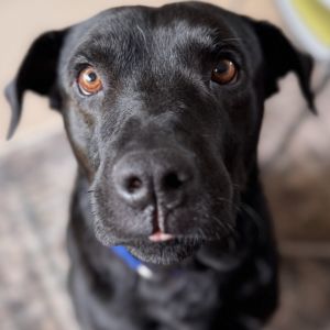 Hi My name is Kanu and Im currently in a foster home Im a 1 year old Male Black Labrador