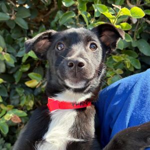 Hi My name is Francine and Im at the Santa Barbara Campus Im a 4 month old female Chihuahua mix