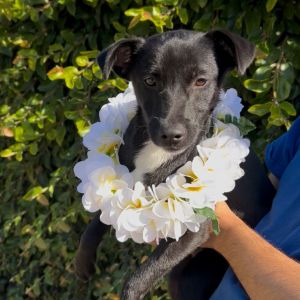 Hi My name is Francine and Im at the Santa Barbara Campus Im a 4 month old female Chihuahua mix