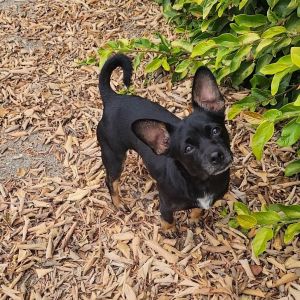 Hi My name is Bitsy and Im at the Santa Barbara Campus Im a 2 year old female Chihuahua who