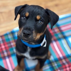 Hi there My name is Zordon and Im at the Santa Maria Campus Im a 1 month old DachshundRottweiler