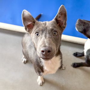 Hi My name is Isabel and Im at the Santa Barbara Campus Im a 4 month old female Whippet mix