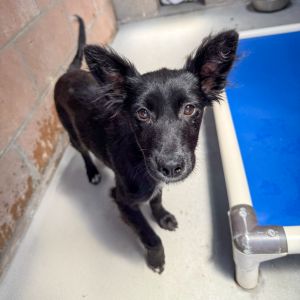 Hi My name is Pippi and Im at the Santa Barbara Campus Im a 4 month old female Terrier mix