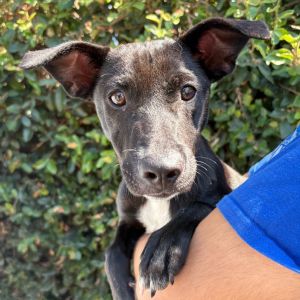 Hi My name is Evie and Im at the Santa Barbara Campus Im a 4 month old female Terrier mix