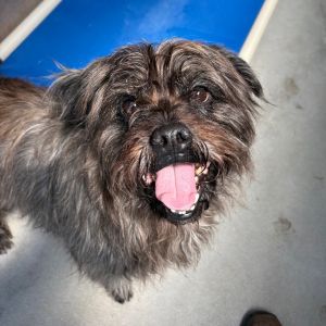 Hi My name is Dodger and Im at the Santa Barbara Campus Im a 7 year old male Terrier mix