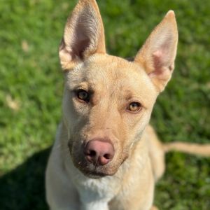 Hi My name is Princess and Im at the Santa Maria Campus Im a 7 month old female Lab Mix