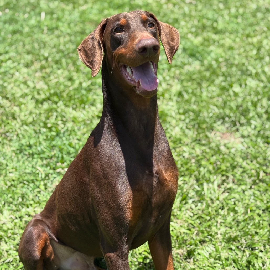 Creed, an adoptable Doberman Pinscher in Keaau, HI, 96749 | Photo Image 1