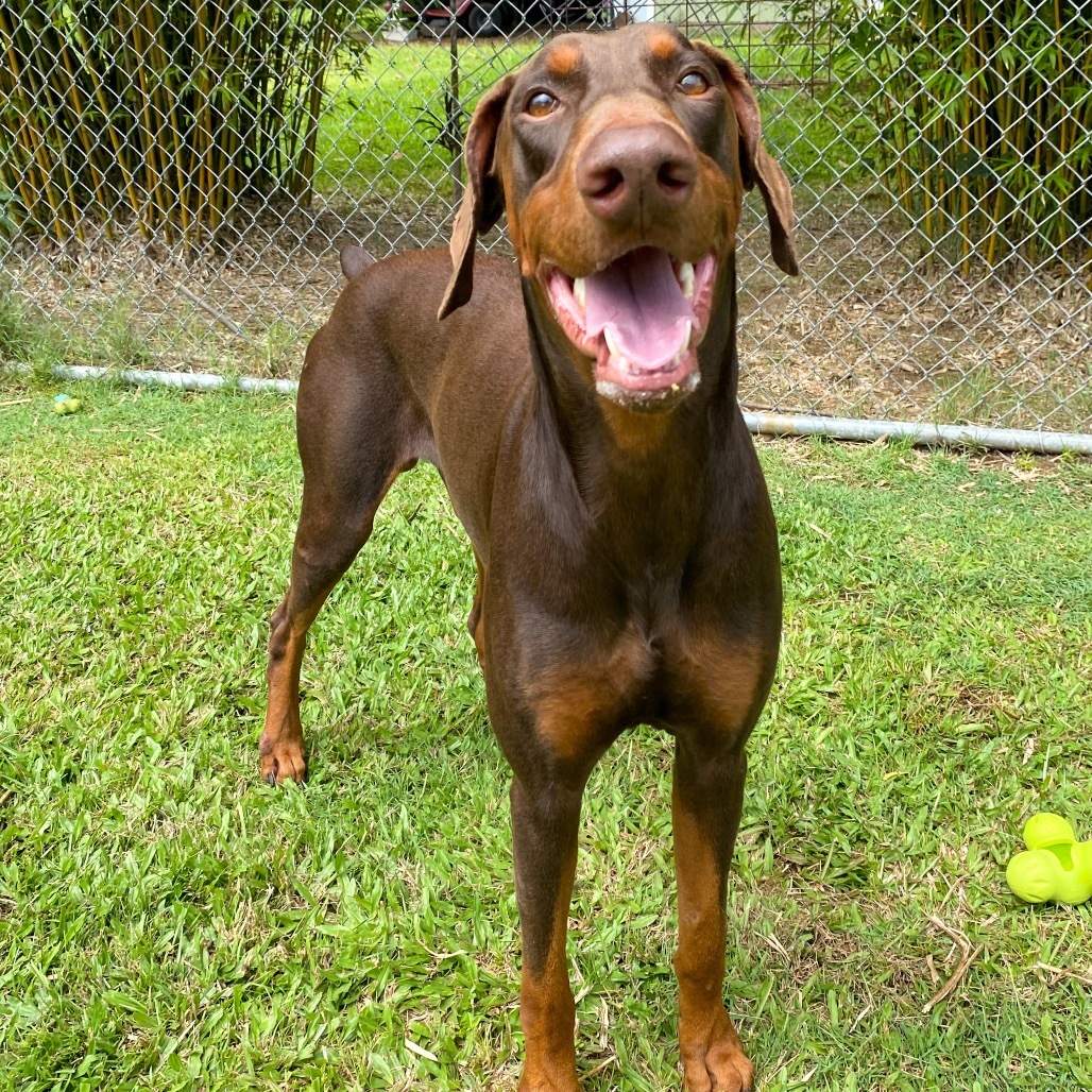 Creed, an adoptable Doberman Pinscher in Keaau, HI, 96749 | Photo Image 1