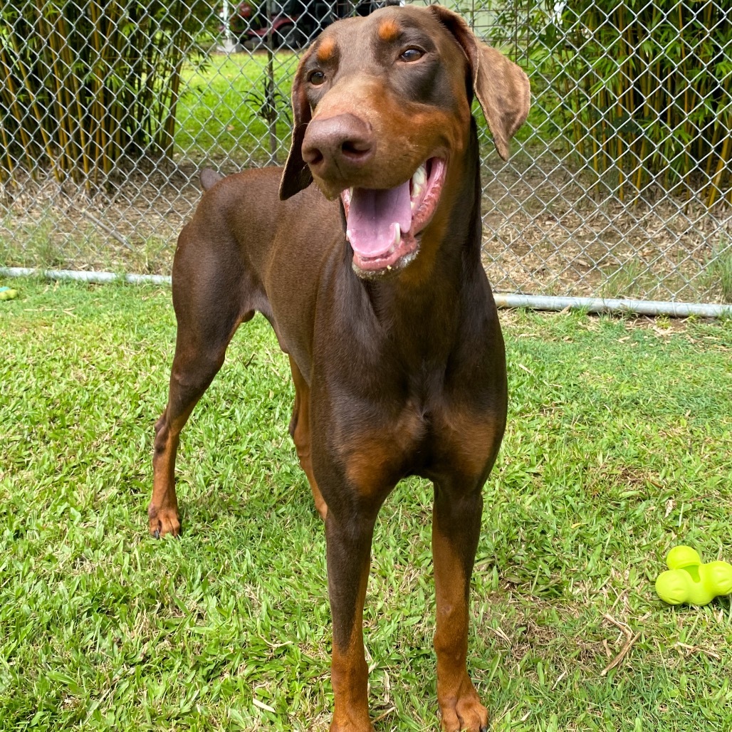 Creed, an adoptable Doberman Pinscher in Keaau, HI, 96749 | Photo Image 3