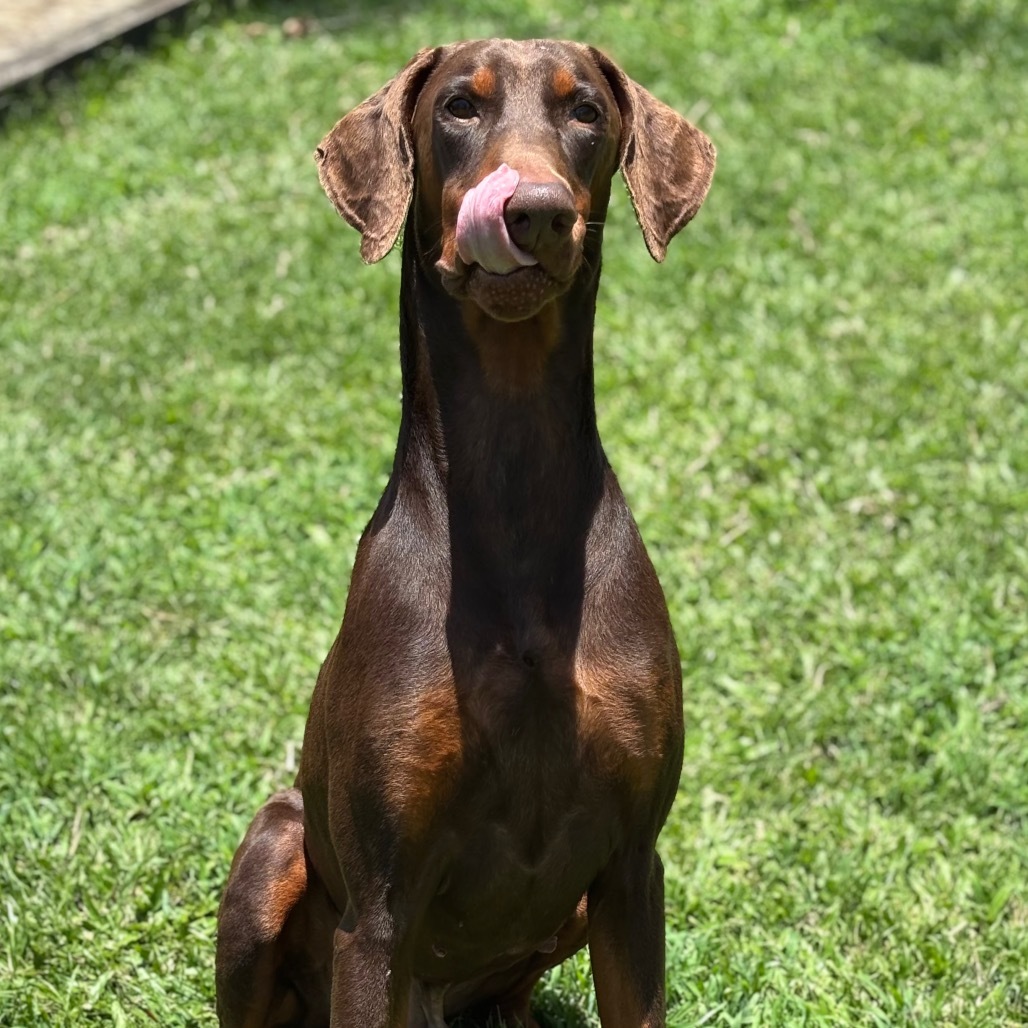 Creed, an adoptable Doberman Pinscher in Keaau, HI, 96749 | Photo Image 3