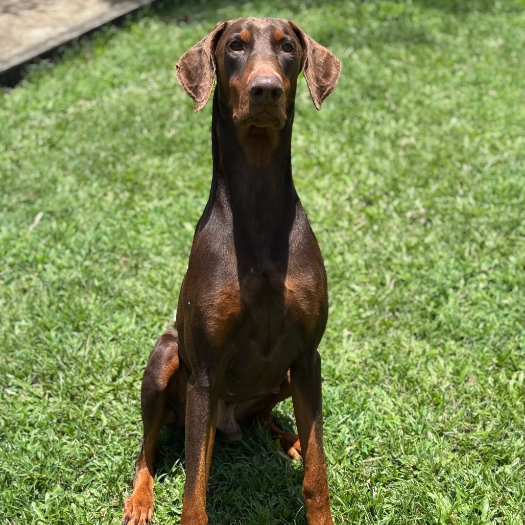 Creed, an adoptable Doberman Pinscher in Keaau, HI, 96749 | Photo Image 4
