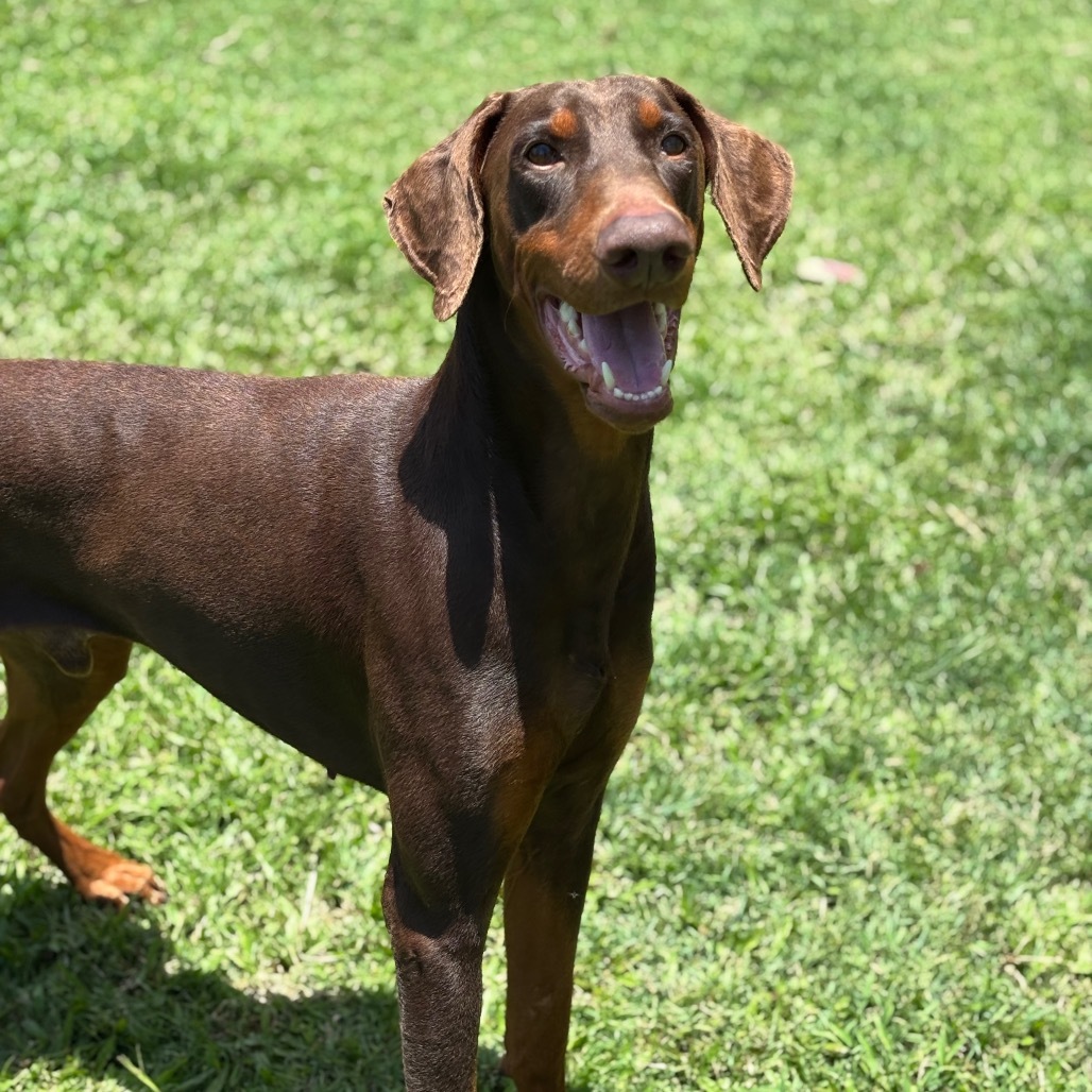 Creed, an adoptable Doberman Pinscher in Keaau, HI, 96749 | Photo Image 5
