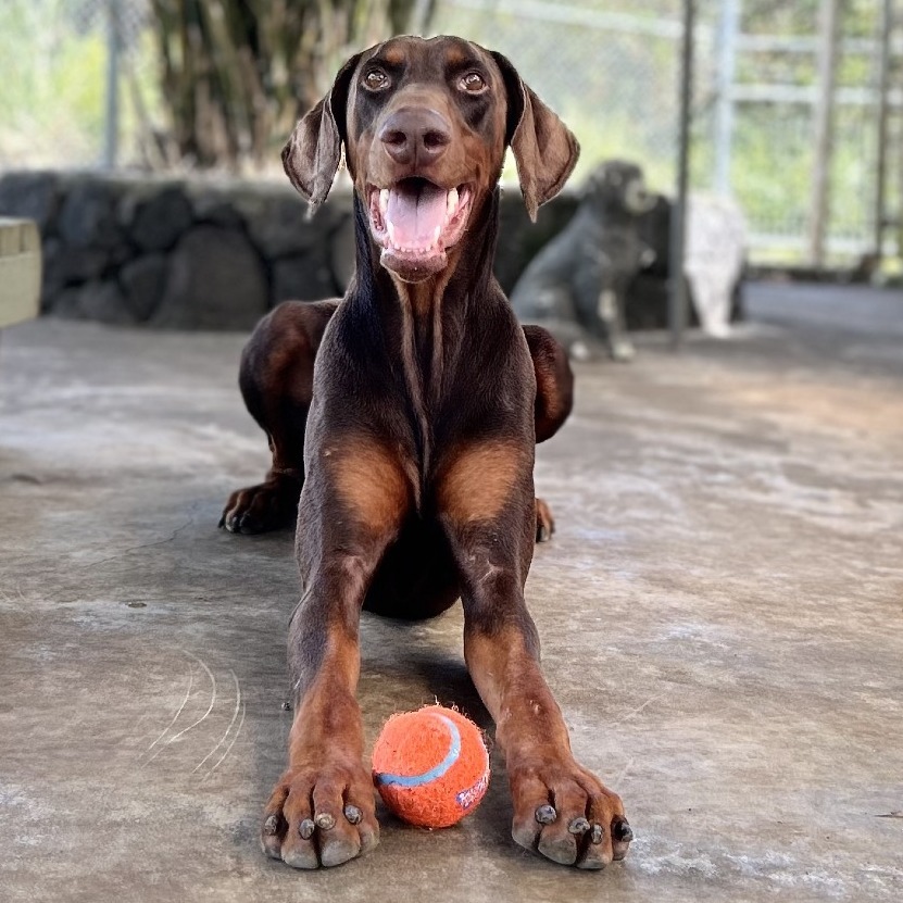 Creed, an adoptable Doberman Pinscher in Keaau, HI, 96749 | Photo Image 6