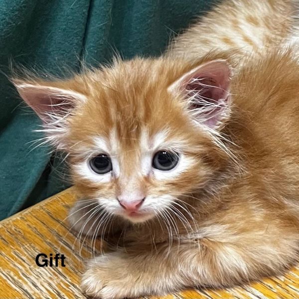 Gift Nn thumbnail 2