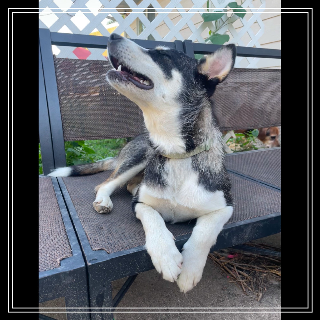 Nikita, an adoptable Mixed Breed in Bismarck, ND, 58507 | Photo Image 1