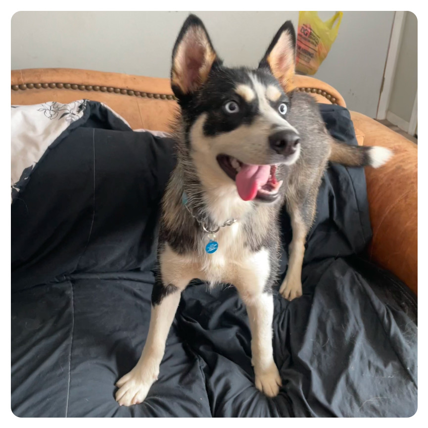 Nikita, an adoptable Mixed Breed in Bismarck, ND, 58507 | Photo Image 2