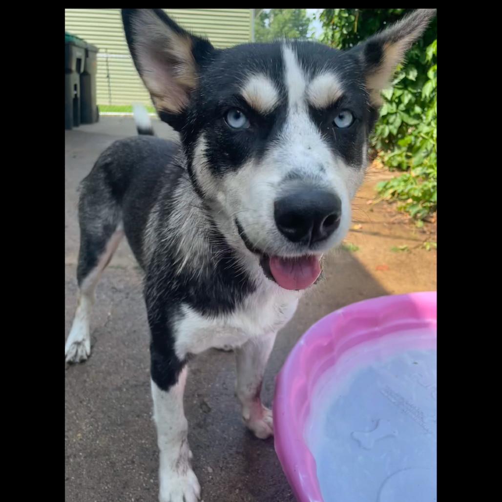 Nikita, an adoptable Mixed Breed in Bismarck, ND, 58507 | Photo Image 3