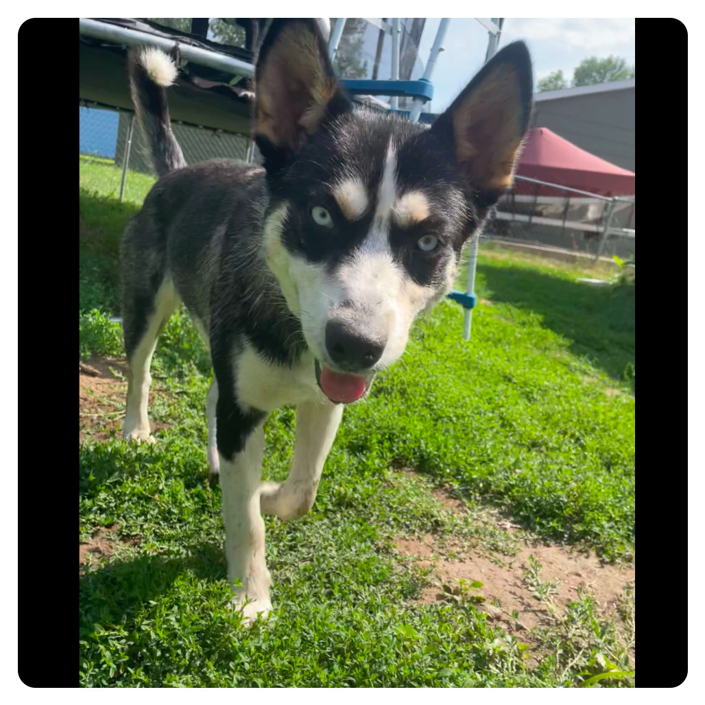 Nikita, an adoptable Mixed Breed in Bismarck, ND, 58507 | Photo Image 4