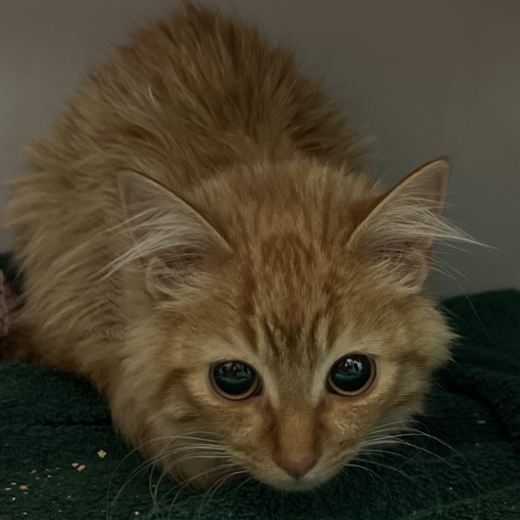 Rusty, an adoptable Domestic Long Hair in Bismarck, ND, 58507 | Photo Image 1