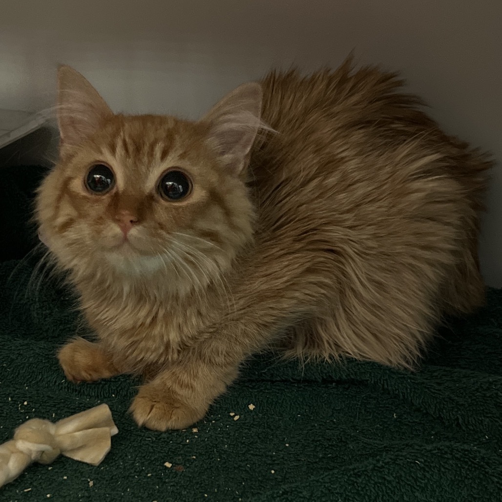 Rusty, an adoptable Domestic Long Hair in Bismarck, ND, 58507 | Photo Image 2