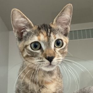 Sade Domestic Short Hair Cat