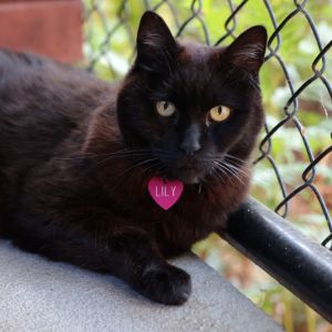 Lily, Senior Female unknown