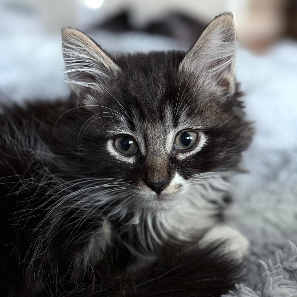 Cricket, an adoptable Domestic Medium Hair in Lions Bay, BC, V0N 2E0 | Photo Image 1