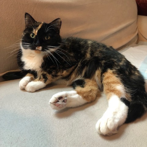 Isabella