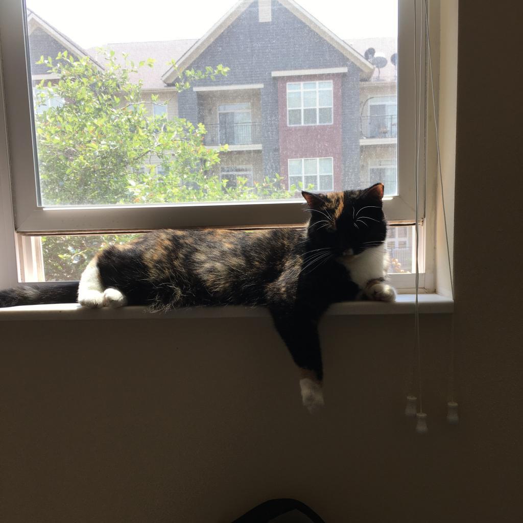 Isabella
