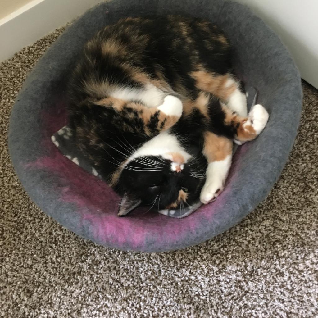 Isabella