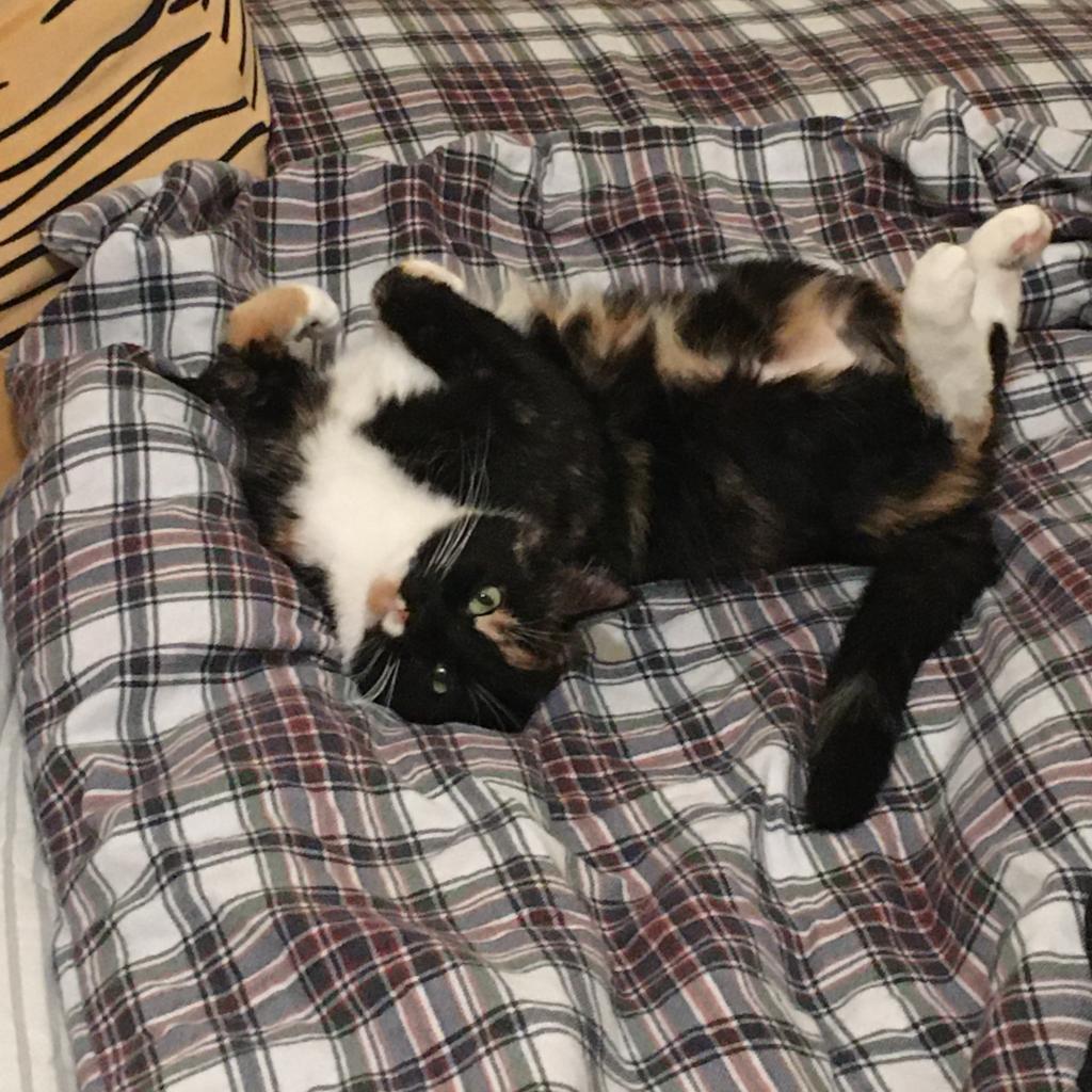 Isabella
