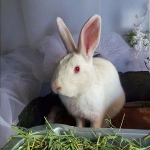 Oatmeal, Adult Male unknown