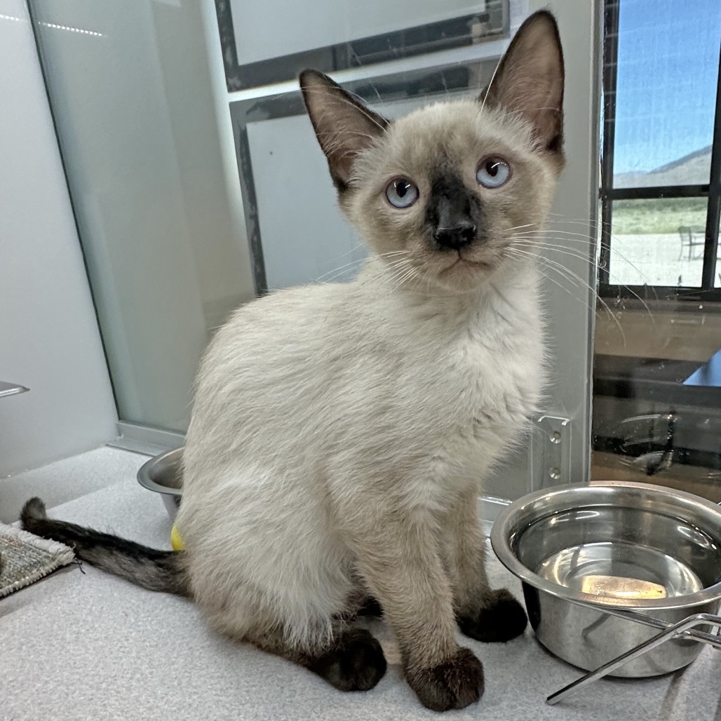 Cashew, an adoptable Siamese in Hailey, ID, 83333 | Photo Image 1
