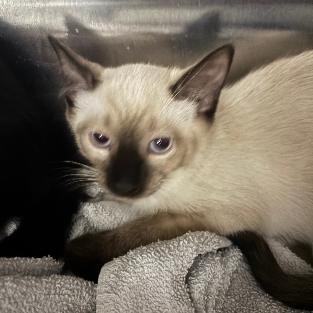 Cashew, an adoptable Siamese in Hailey, ID, 83333 | Photo Image 2