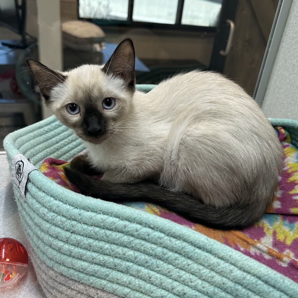 Cashew, an adoptable Siamese in Hailey, ID, 83333 | Photo Image 3