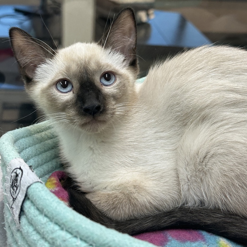 Cashew, an adoptable Siamese in Hailey, ID, 83333 | Photo Image 4