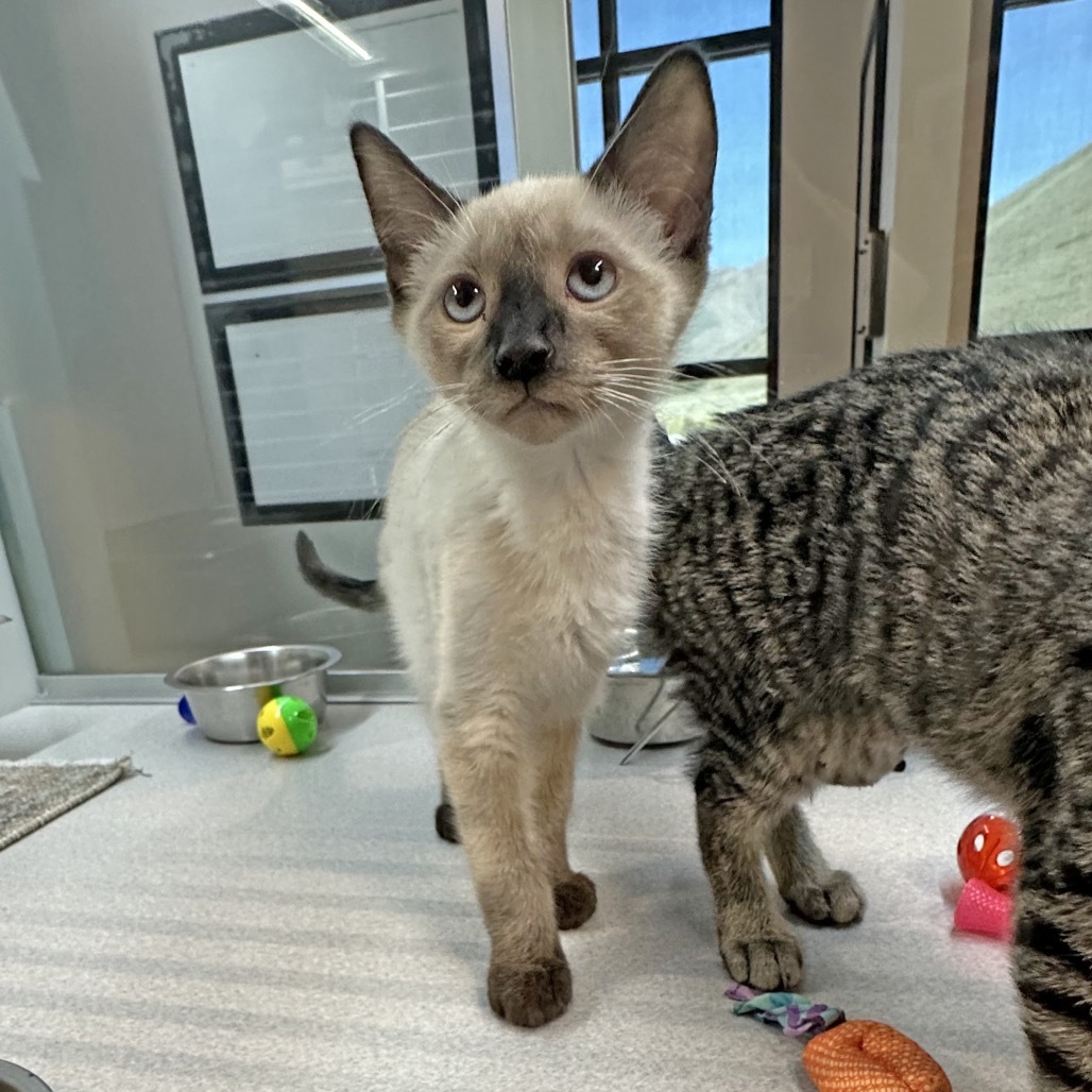 Cashew, an adoptable Siamese in Hailey, ID, 83333 | Photo Image 5
