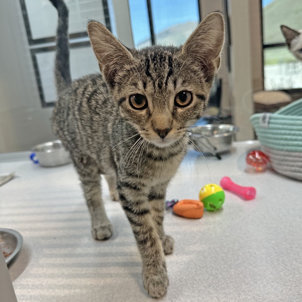 Twilight, an adoptable Domestic Short Hair in Hailey, ID, 83333 | Photo Image 1
