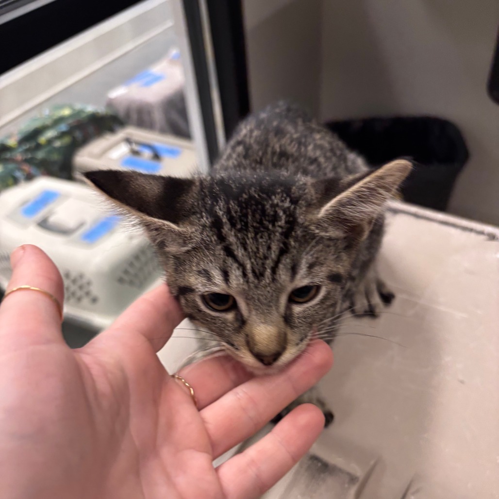 Twilight, an adoptable Domestic Short Hair in Hailey, ID, 83333 | Photo Image 2