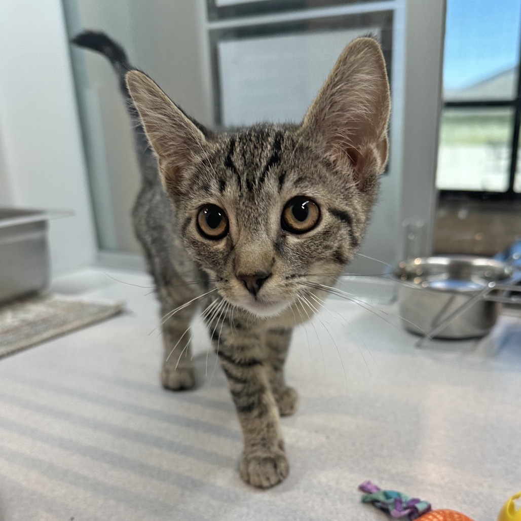 Twilight, an adoptable Domestic Short Hair in Hailey, ID, 83333 | Photo Image 3